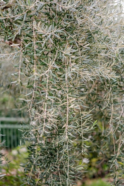 Home Restaurant a Torri del Benaco: Un’Esperienza Gourmet in Dimora Privata 5